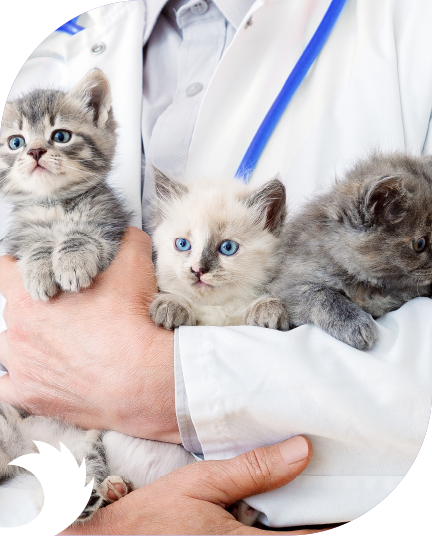 Spay & Neuter
